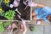 Little Dutch dārza darbarīku komplekts ´Fairy Garden´ FSC LD9110
